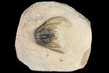 Kettneraspis Trilobite (Long Occipital Horn) - Lghaft, Morocco #125136-2